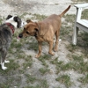Honey Paws Dog Boarding gallery