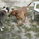 Honey Paws Dog Boarding - Pet Boarding & Kennels