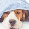 Keller's Mobile Veterinary Clinic gallery