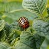 General Exterminating Company gallery