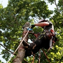 T & M Greencare Inc - Tree Service