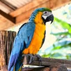 Macaws and parrots store