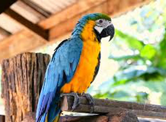 Macaws and parrots store - Oakland, CA