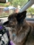 Glenwood Falls Animal Hospital - Veterinary Clinics & Hospitals