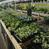 Rice's Greenhouses Inc gallery