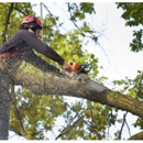 Rushton Tree Service - Tree Service