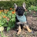 Furry Babies Aurora - General Merchandise