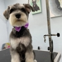 Julie's Dog Grooming