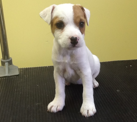 Huckle Hill Jack Russell Terriers - Bernardston, MA