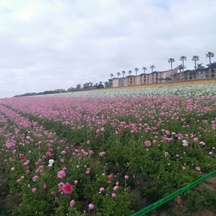 The Flower Fields at Carlsbad Ranch - Carlsbad, CA