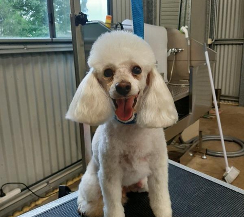 Noonies Pet Care - Salt Ash, NSW
