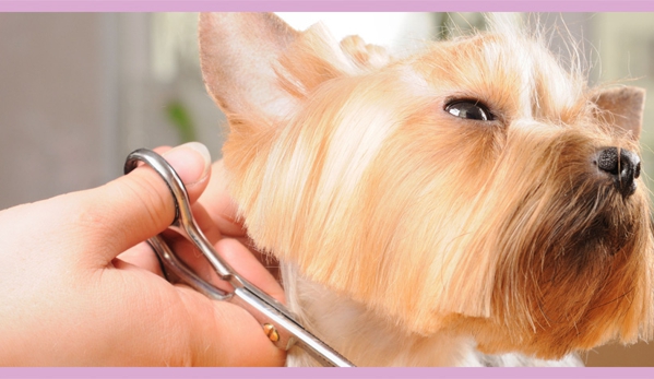 Top Dog Pets & Grooming - Sarasota, FL