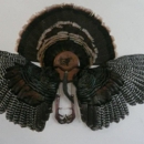 Royal Taxidermy - Taxidermists