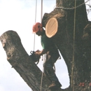 Absolute Tree Service - Tree Service