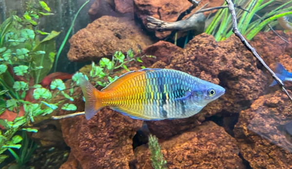 Tropical World Pets - Saint Louis, MO