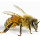 Alpine Farms - Bee Control & Removal Service