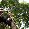 Lumberjacks Tree Service gallery