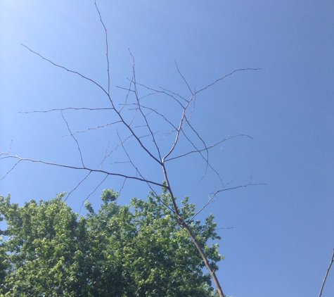 Greenthumb Nursery - Rockingham, VA. Another view of the dead trunk.