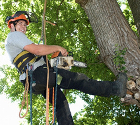 Edison Tree Service - Edison, NJ