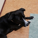 Beechmont Pet Hospital - Veterinarians