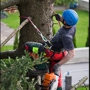 H & H Tree Services Inc