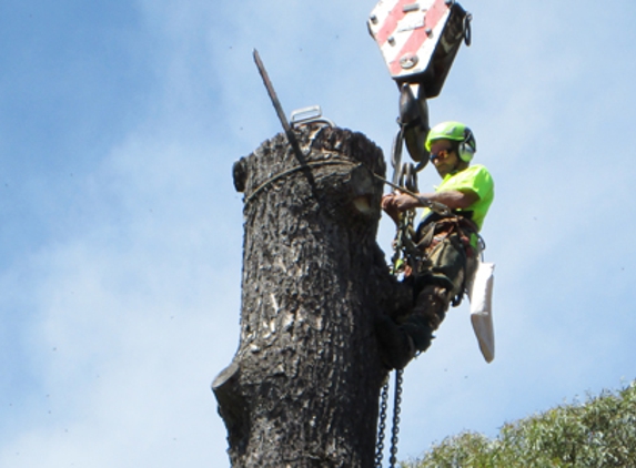 All Scale Tree Services - Mittagong, NSW