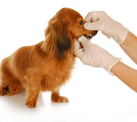 A & C Pet Hospital - Commerce Township, MI