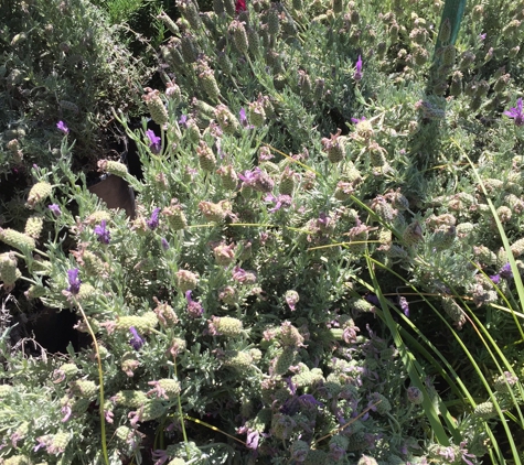 Echo Garden Nursery - Los Angeles, CA