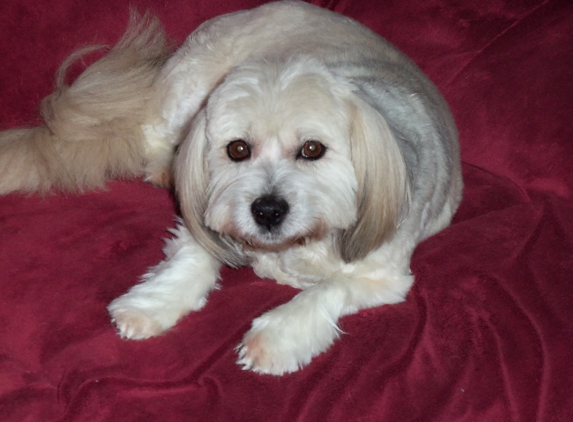 Cuts N Suds Grooming - Wickliffe, OH. This is Coco after her "spa" day.