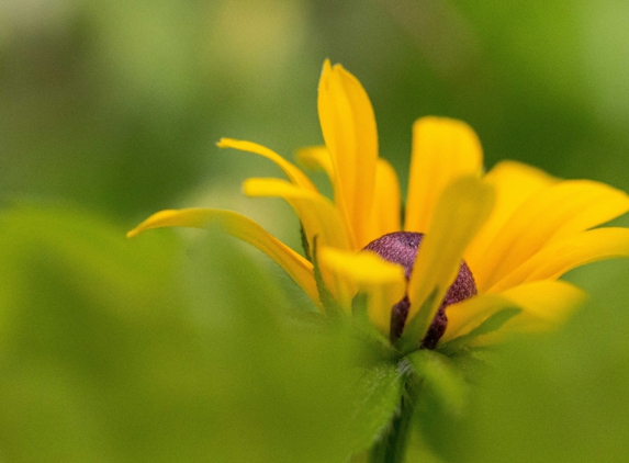 Apple Mountain Photography - Northport, AL