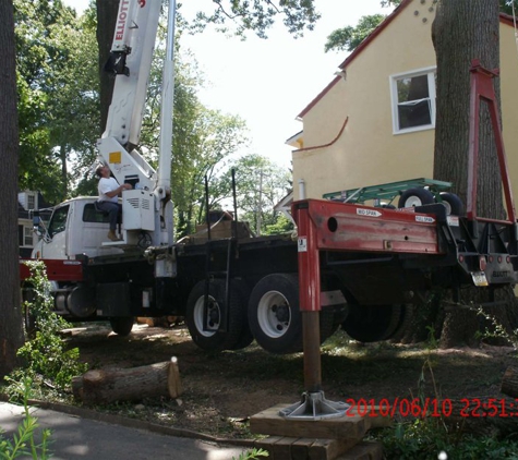 Anthony Tree Service - Brookhaven, PA