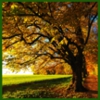 Low Rate Tree Service gallery