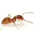 precise pest control - Pest Control Services