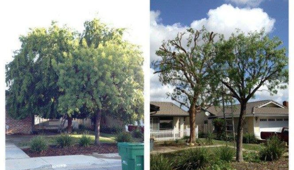 Aid Tree Care - Rialto, CA