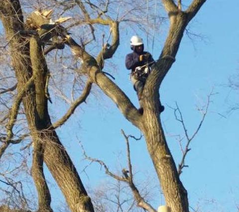 Power Tree Removal & Landscaping - Harvard, IL