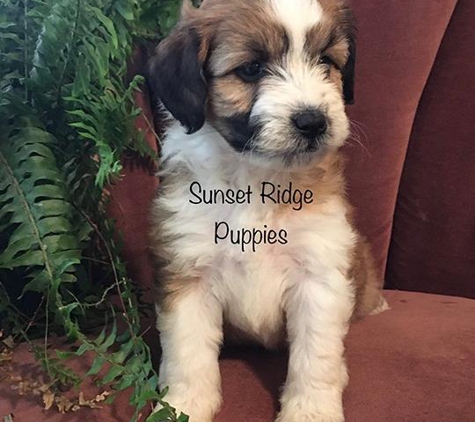 Sunset Ridge Puppies - Boyceville, WI