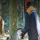 Bob's Tree Service & Stump Grinding - Tree Service