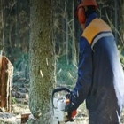 Bob's Tree Service & Stump Grinding