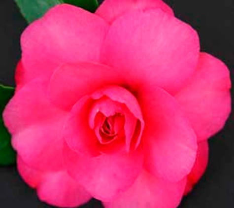 Camellia Grove Nursery - Glenorie, NSW