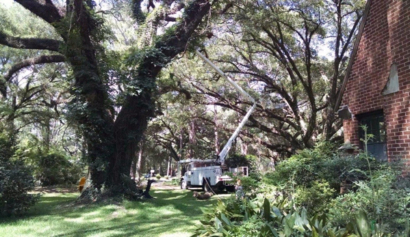 Century Tree and Mulching Service - Leesburg, GA. Cleaning up the old oak tree