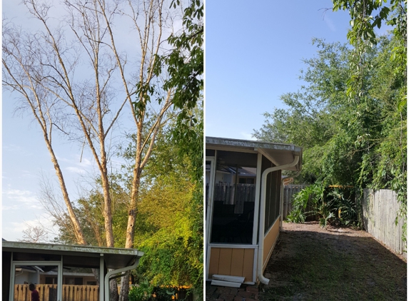 American Tree Surgeons. Before and after