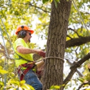 Chop Chop Tree - Tree Service