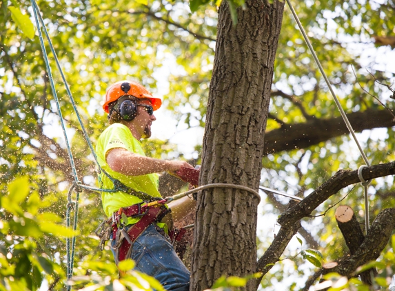 Arbor Tree Care - Littleton, CO