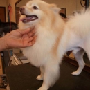 Eldorado Pet Grooming - Pet Services