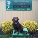 K9 Basics - Top Dog Training in Marlton