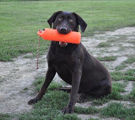 Duck Creek Retrievers, L.L.C. - Helenville, WI