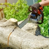 Vinicio Tree Service gallery