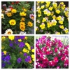 Plumb Farms Nursery & Flowers gallery