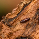 Terminator Pest Control - Pest Control Equipment & Supplies
