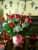 FANTASTIC FLOWERS - Delivery Service
